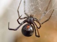 Black widow spider